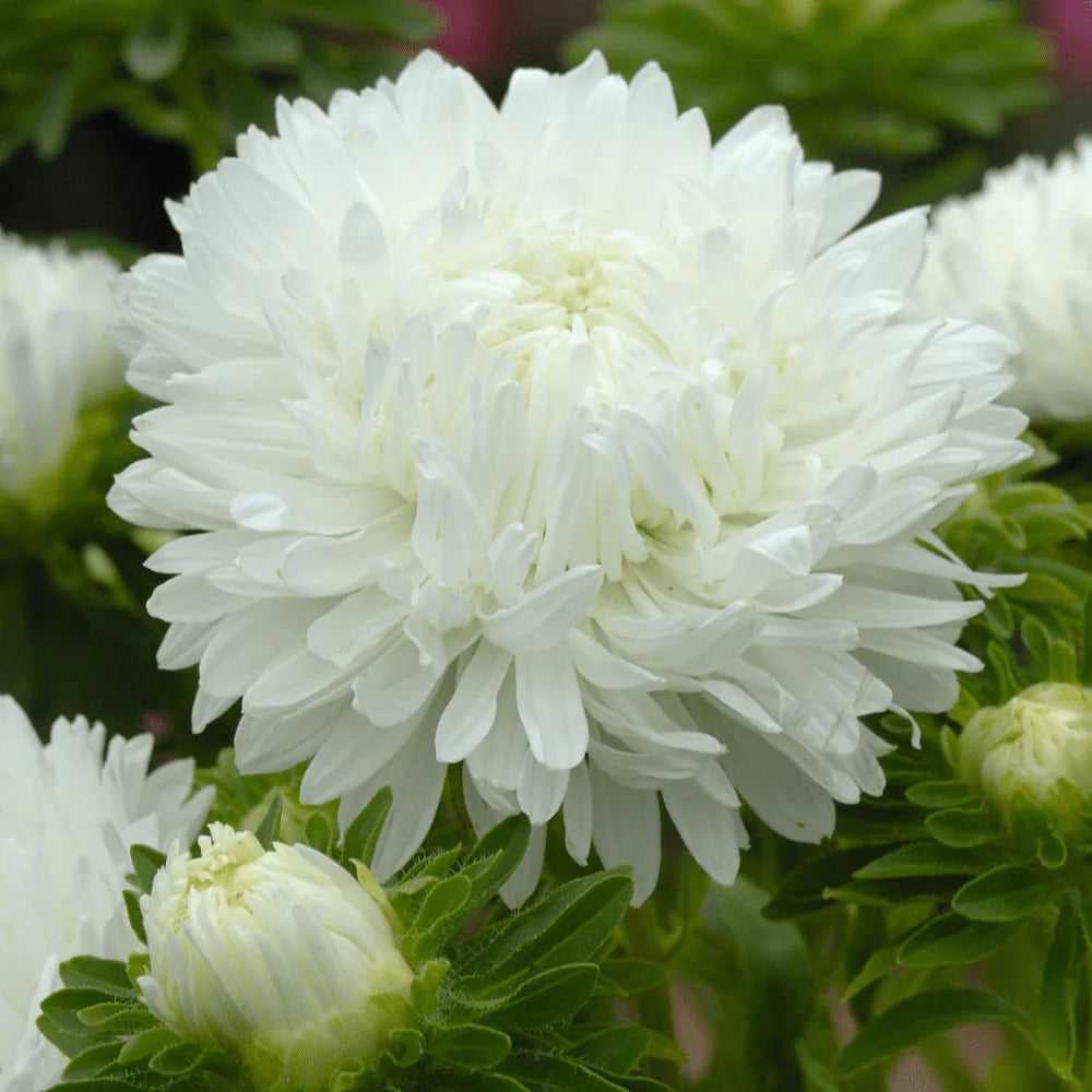 White Aster Seeds for Garden Planting, Non-GMO Flower Seeds
