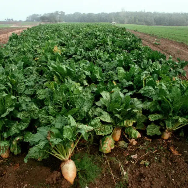 Mature White Beet Root Plant with Healthy Roots and Leaves from Seeds