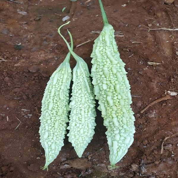 Mature White Bitter Gourd Plant from Seeds, High-Yield Climbing Vine