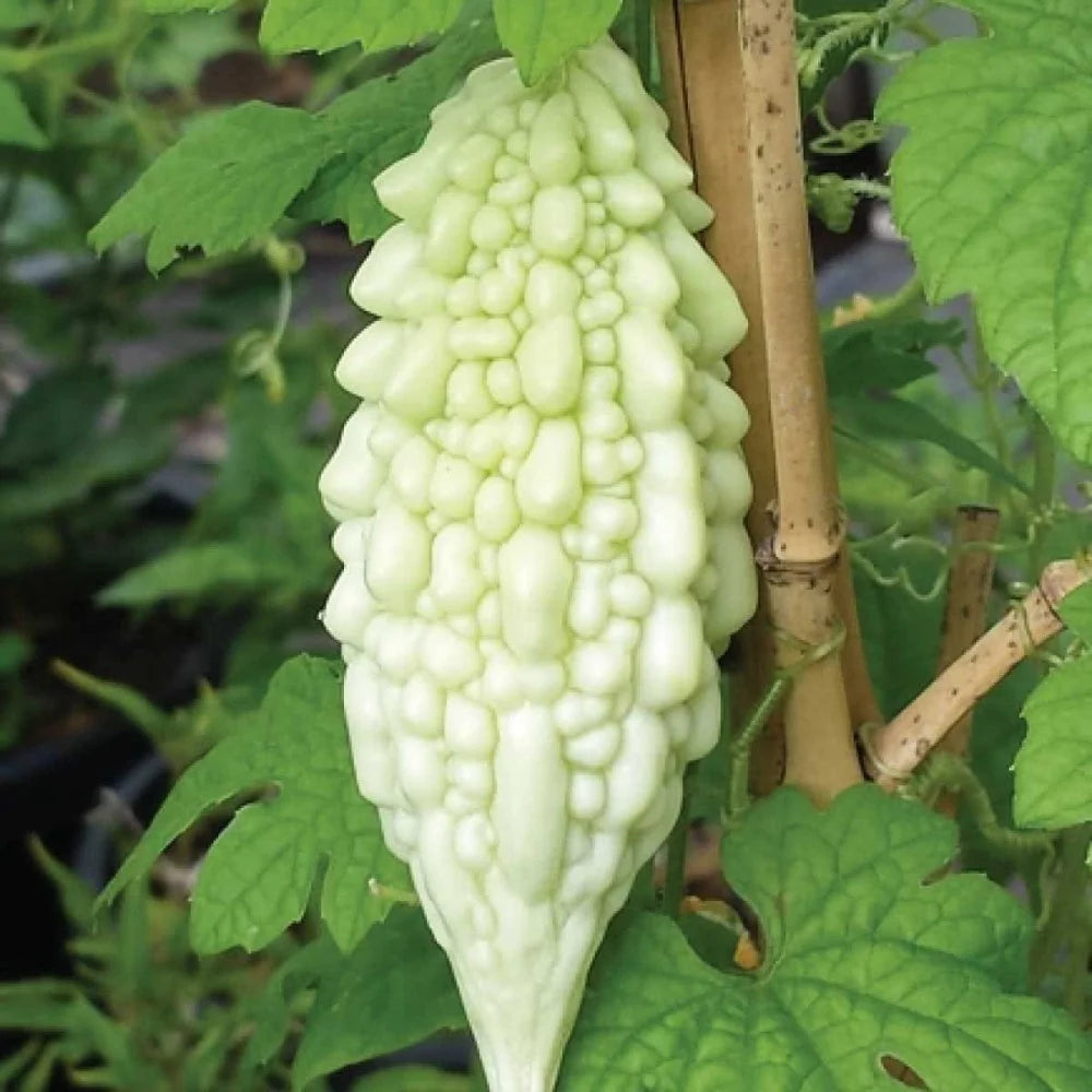White Bitter Gourd Seeds for Home Garden, Rare Heirloom Vegetable Seeds