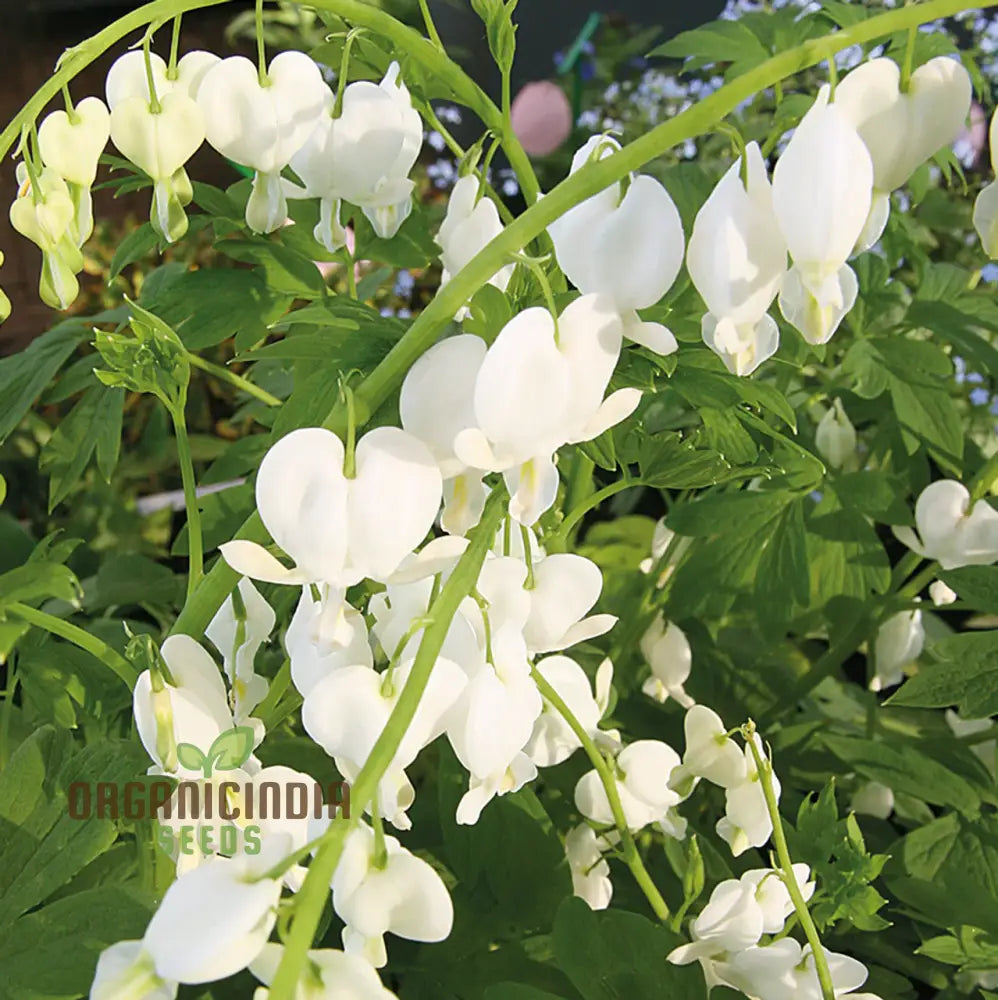 White Bleeding Heart seeds elegant heart-shaped blooms