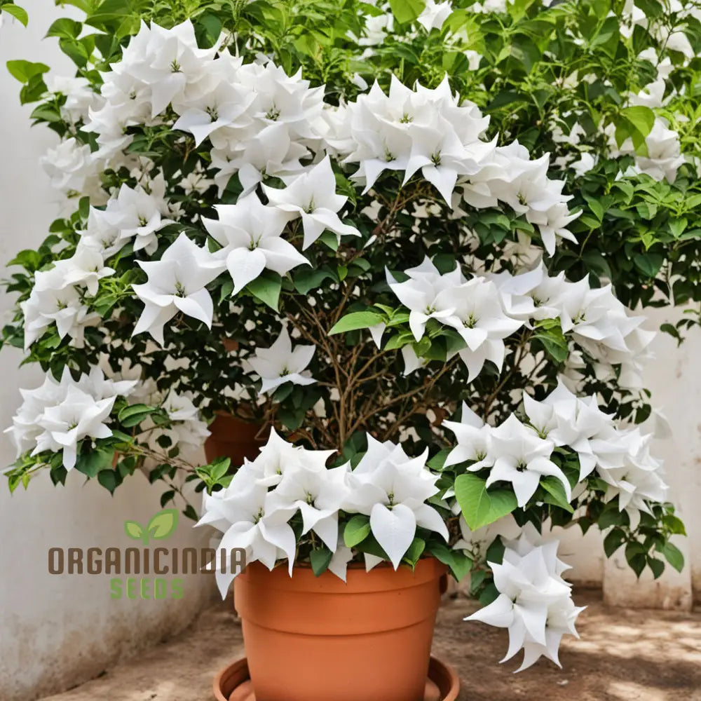 White Bougainvillea blooms from seeds