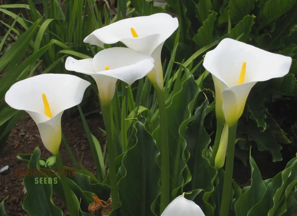 White Calla Lily seeds elegant garden flowers