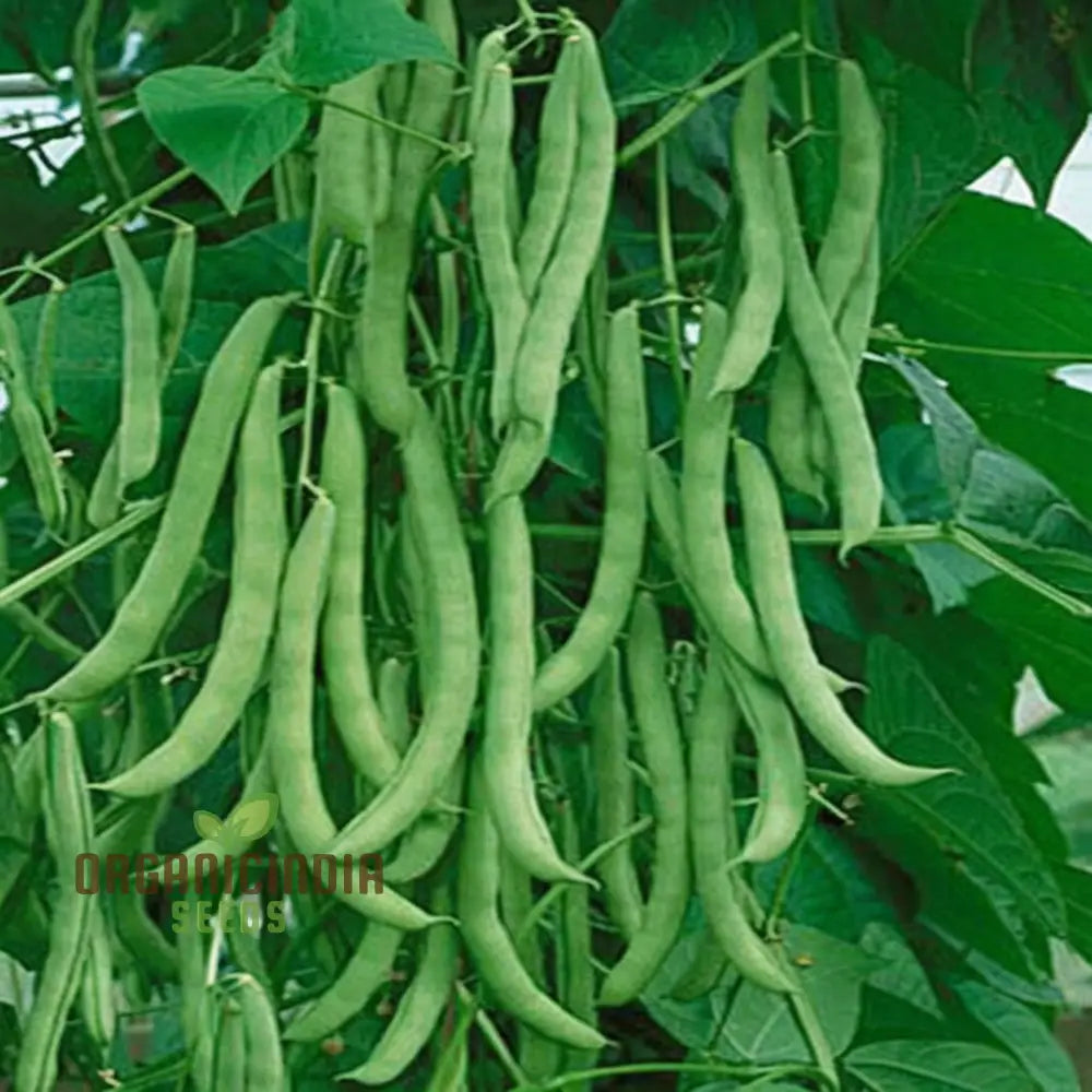 Mature White Calypso Bean Plant from Seeds, High-Yield Heirloom Beans