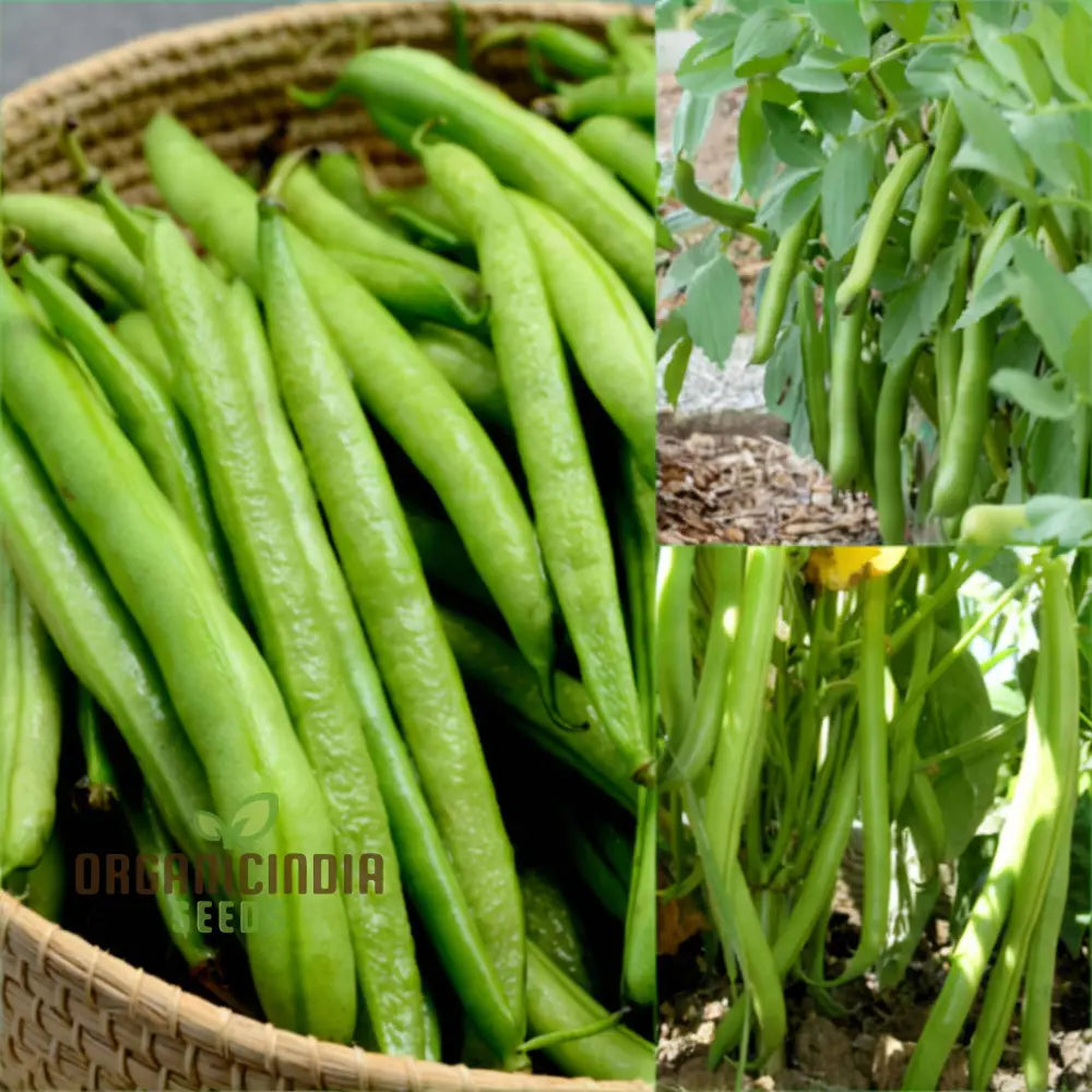 White Calypso Bean Seeds for Home Garden, Heirloom Bean Seeds