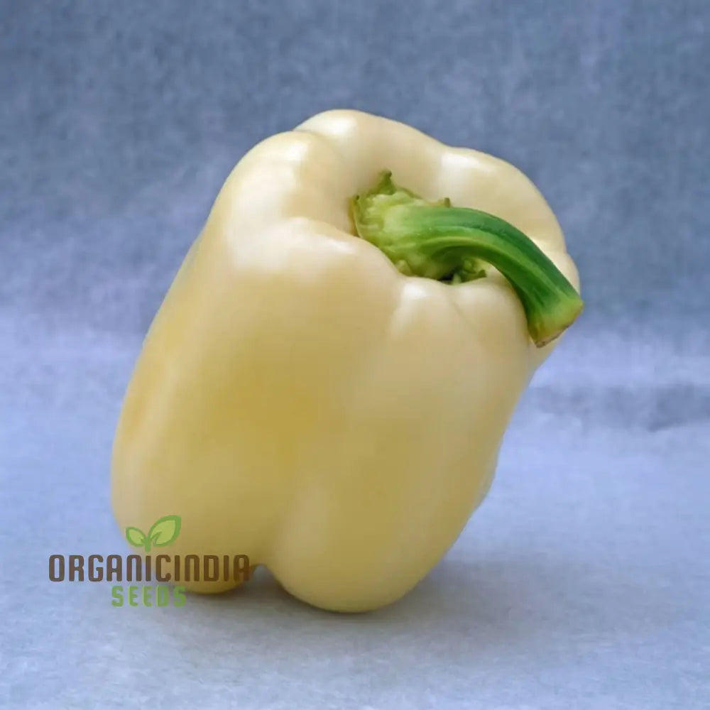Ivory White Bell Peppers Growing on Plant from Seeds, Crisp and Flavorful