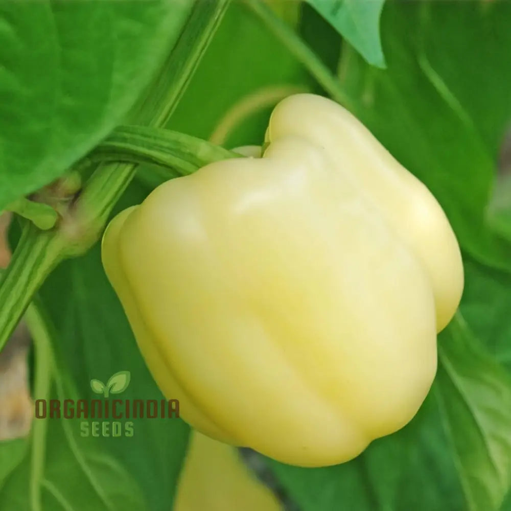 White Capsicum Seeds for Garden, Ivory White Bell Pepper Variety