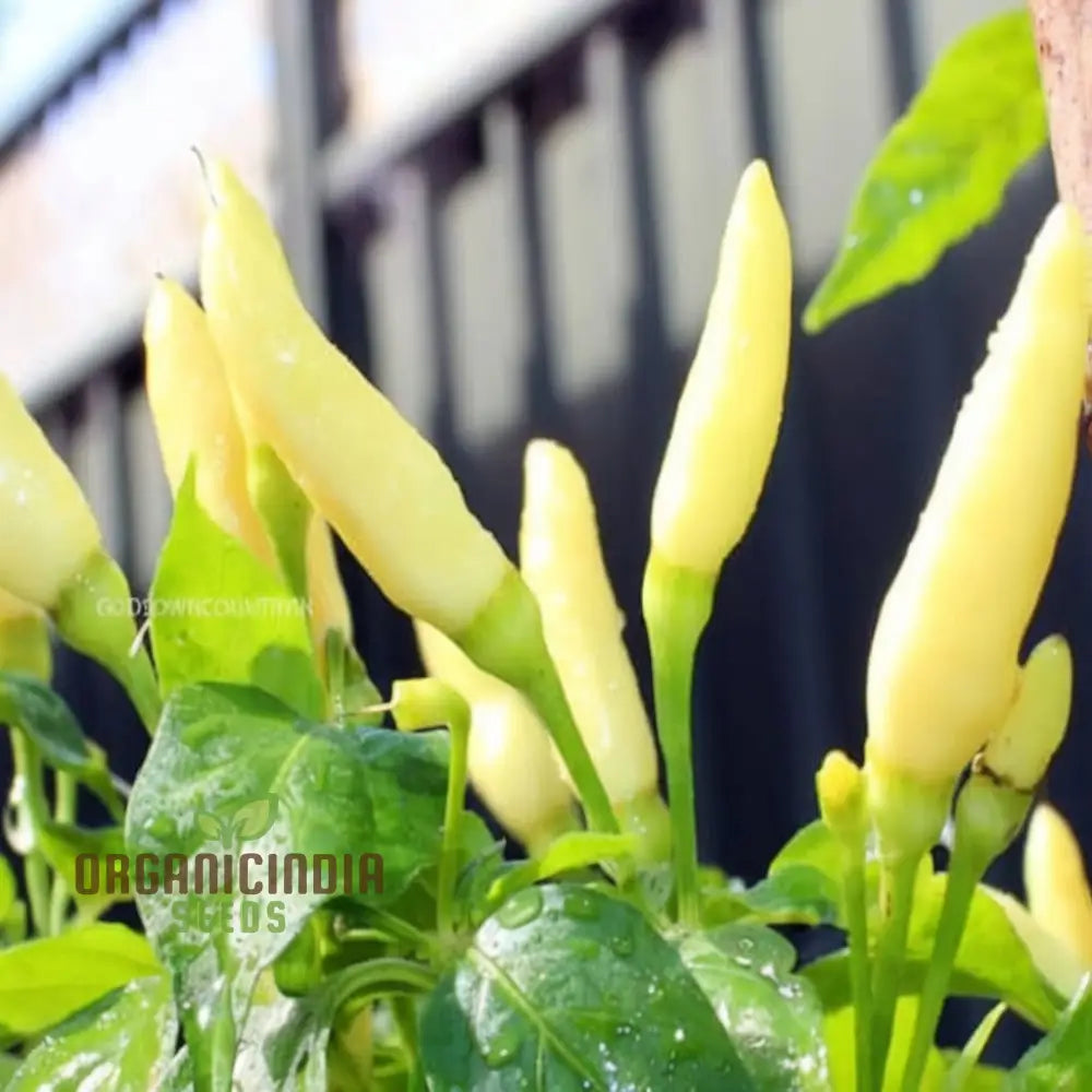 Harvested White Chili Peppers from Seeds, Fresh and Spicy