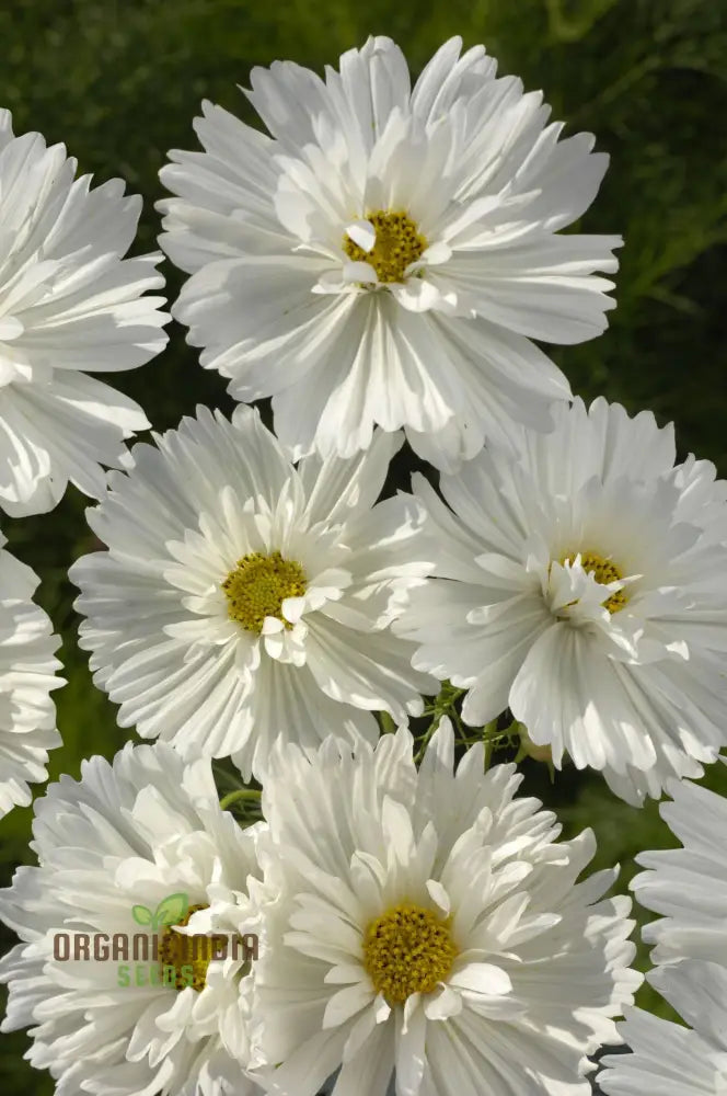 White Cosmos Flower Seeds for Bushy Garden Display