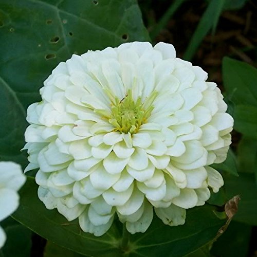White and Cream Zinnia Seeds for Flower Borders and Landscaping