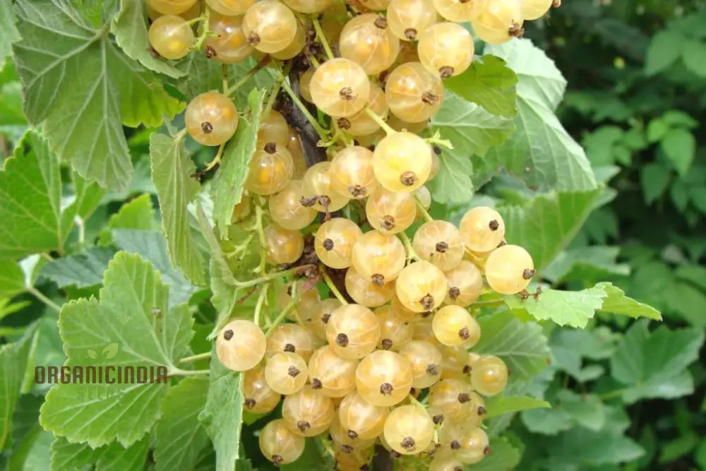 White Currant Seedlings Growing Indoors in Pots