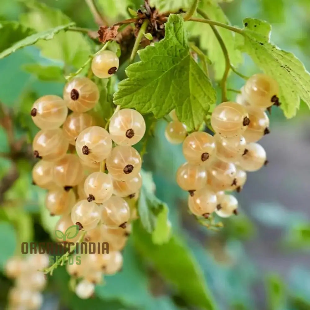 White Currant (Ribes rubrum alba) Seeds for Planting