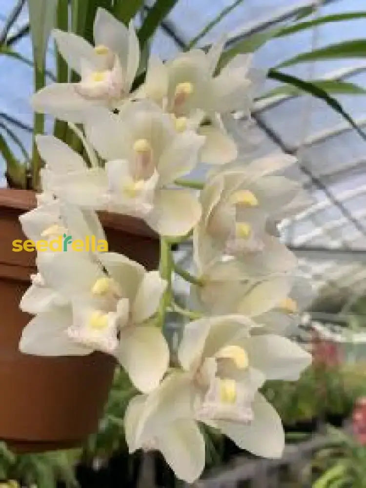White Cymbidium Orchid Flower Seeds for Home Garden