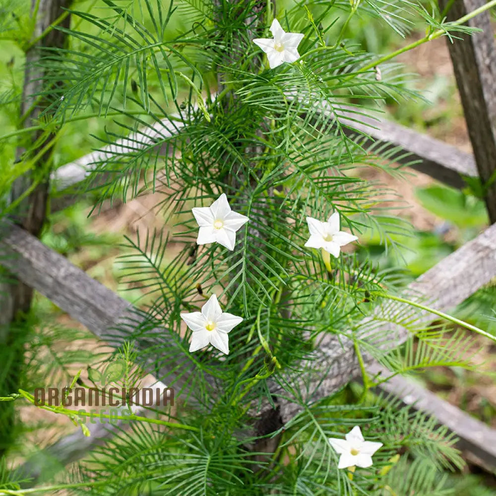 White Cypress Vine Seeds for Garden Planting and Climbing Displays