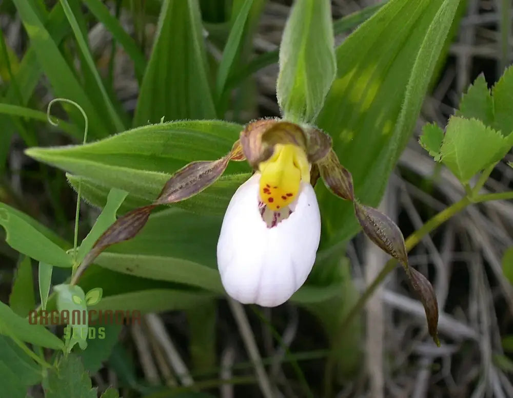 White Cypripedium orchid seeds rare slipper blooms