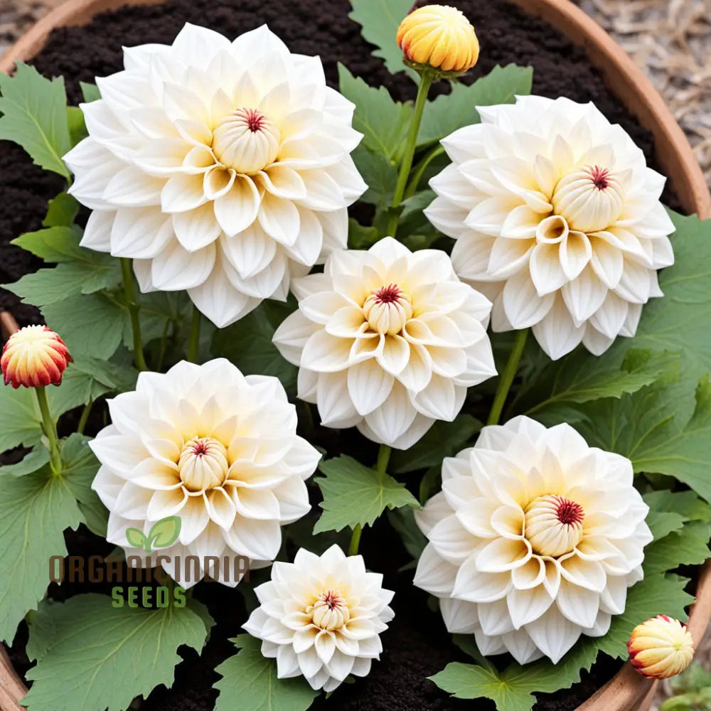 White Dahlia Flower Seeds for Garden Planting and Elegant Blooms