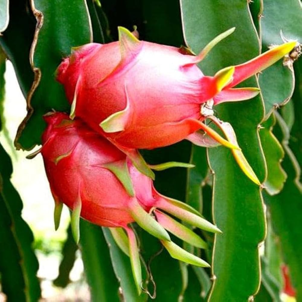 White Dragon Fruit Seeds for Planting
