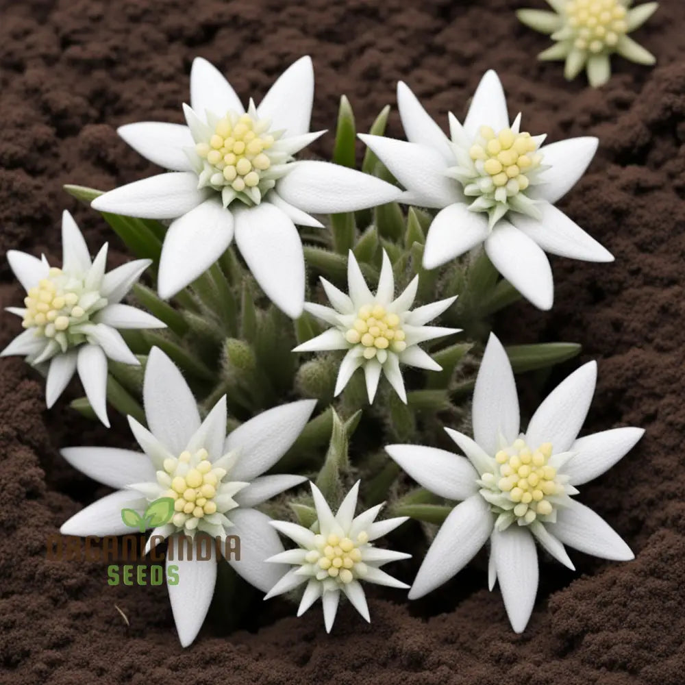 White Edelweiss flower seeds for planting