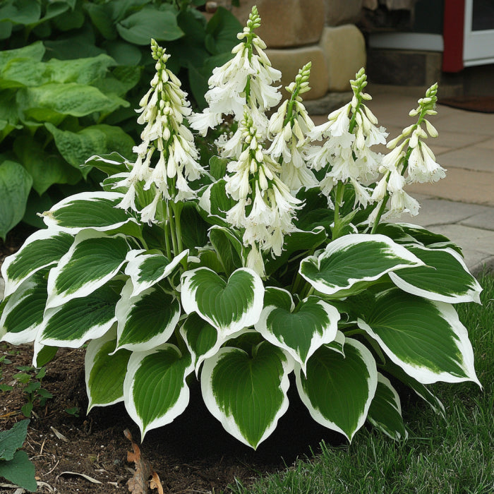 Variegated Hosta with Green Leaves and Elegant White Edges