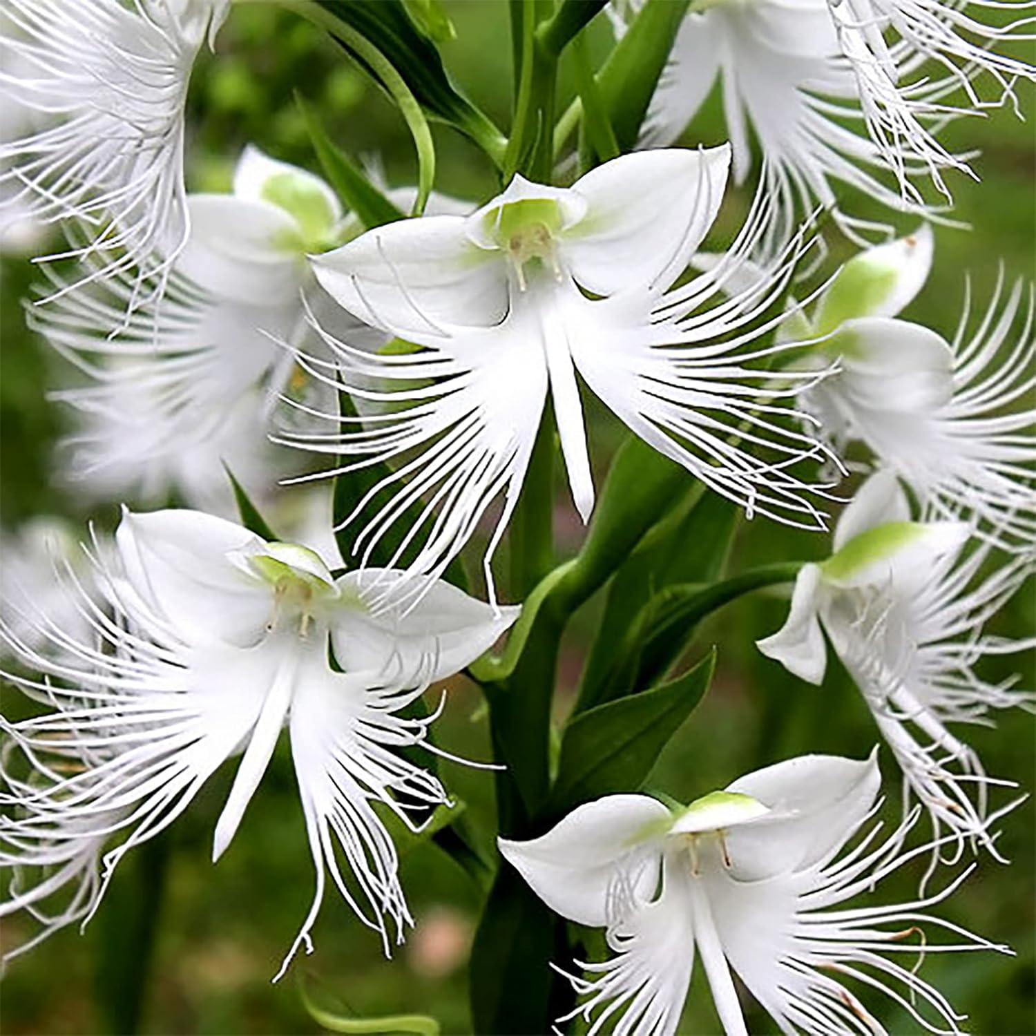 White Egret Orchid Seeds for Elegant Ornamental Garden Blooms