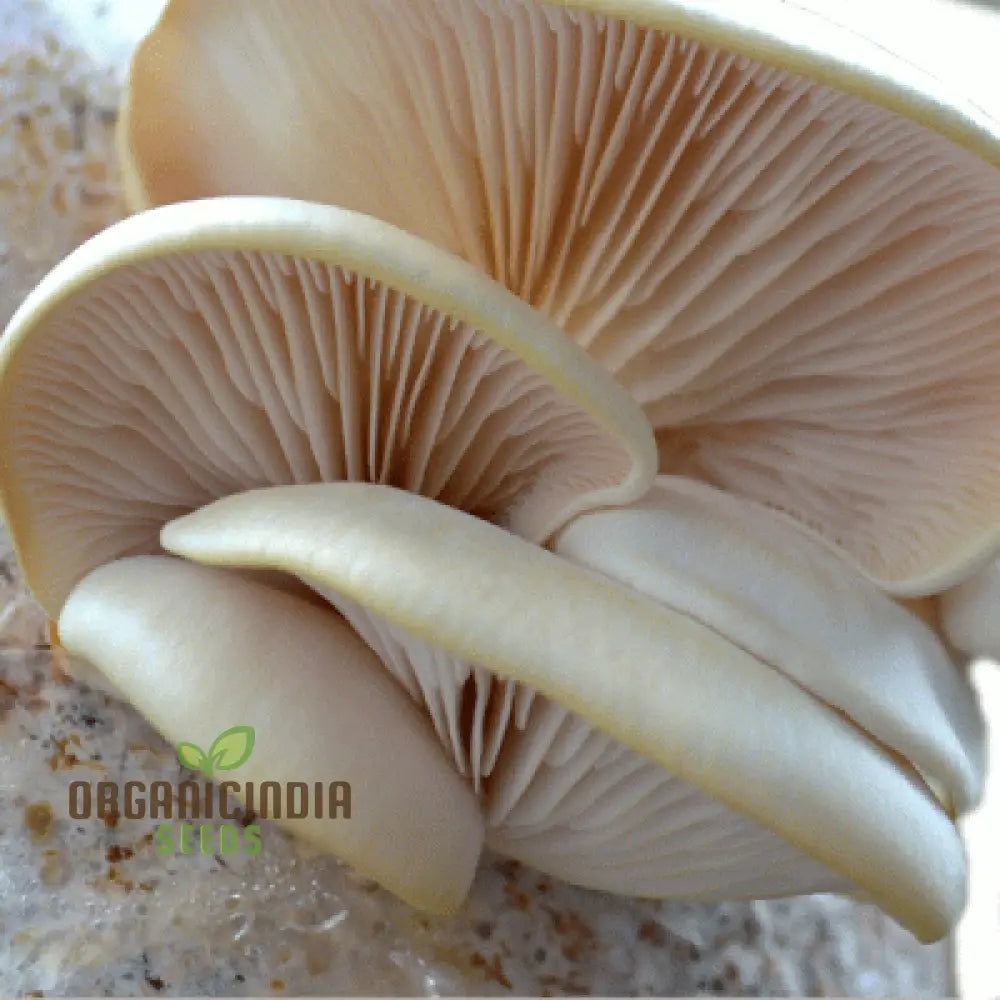White Elm Oyster Mushroom Grow Kit, All-in-One Indoor Mushroom Cultivation Kit