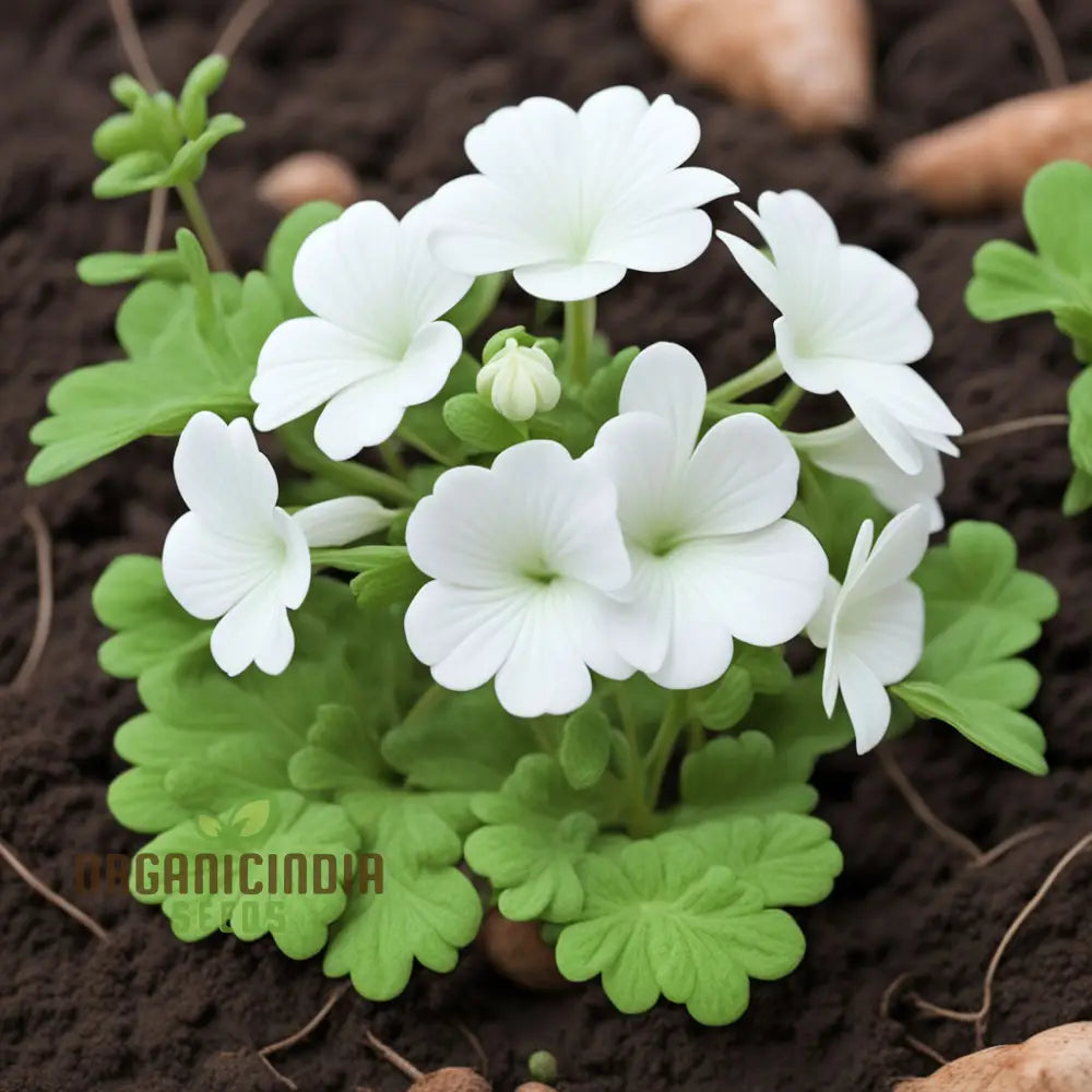 White Geranium Pelargonium Flower Seeds â€“ Elevate Your Gardening Experience With Elegant Timeless