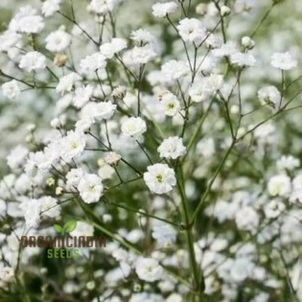 White Gypsophila Starry Sky seedlings growing healthy