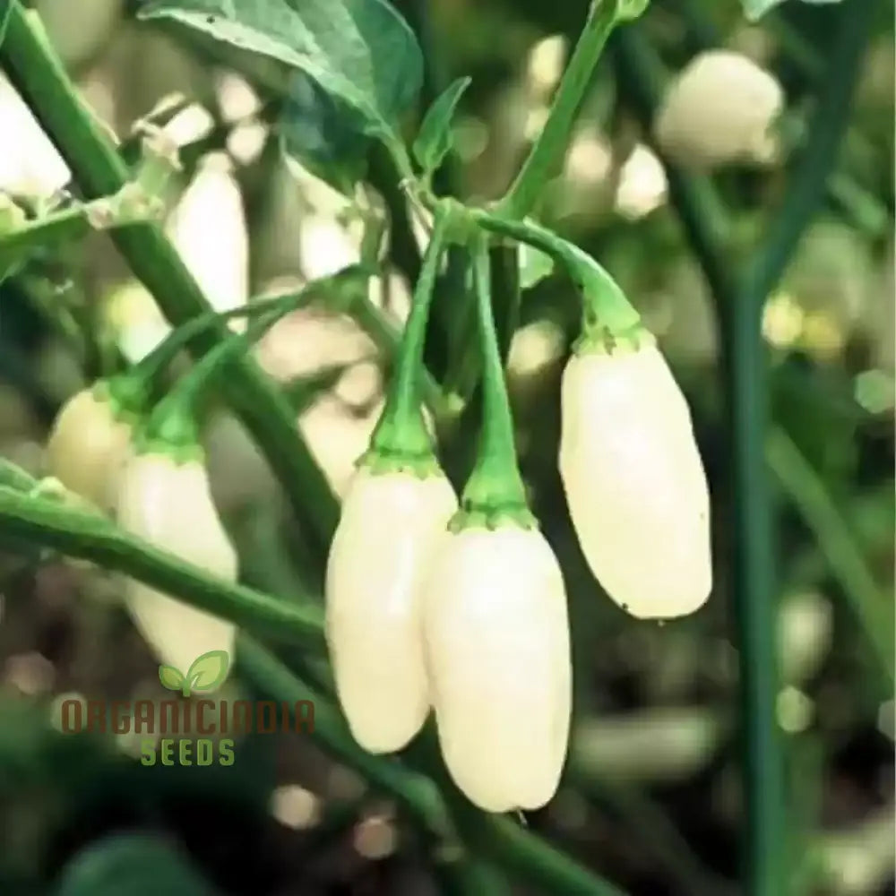 White Habanero Pepper Seeds for Planting, Hot Pepper Seeds