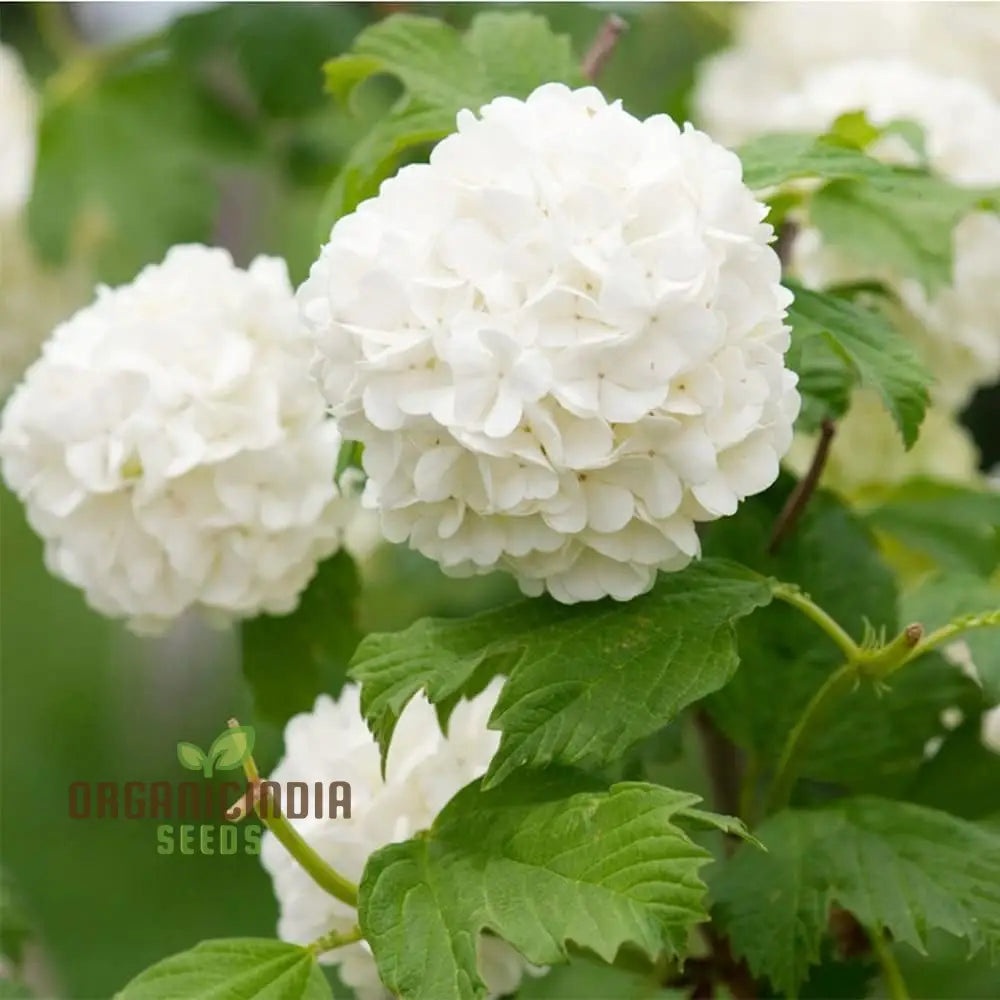 White Hydrangea Seeds for garden planting and landscaping