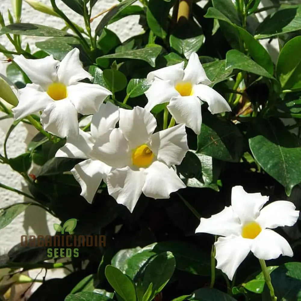 White mandevilla vine seeds for planting in home garden