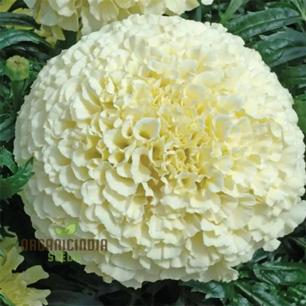 Premium White Marigold seeds for planting