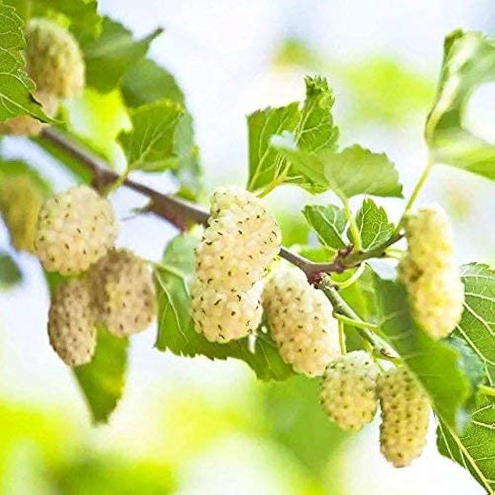 Closeup of White Mulberry berries