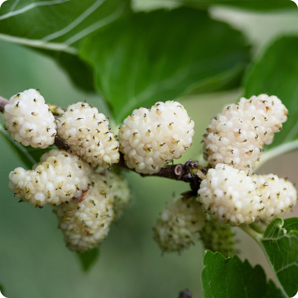 White Mulberry seeds for planting