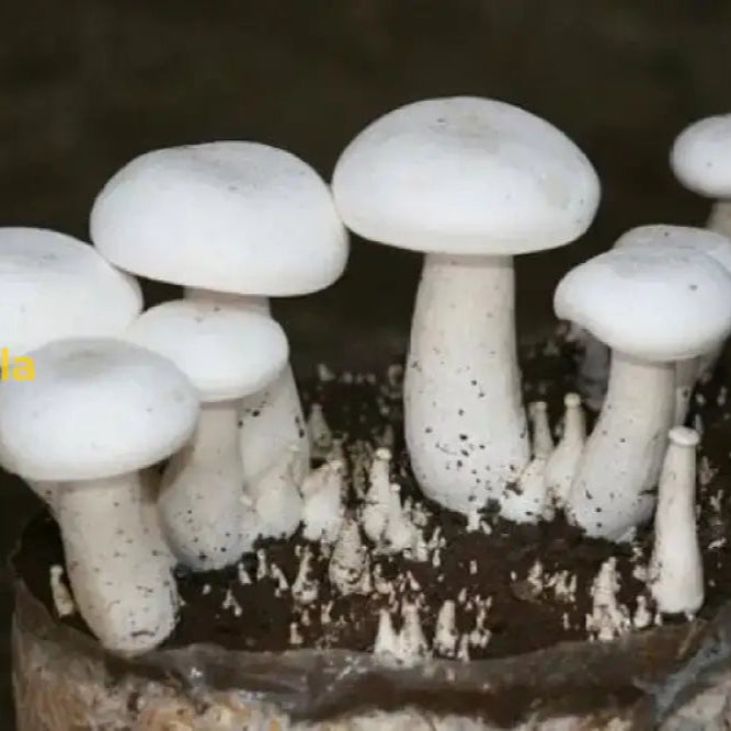 Mature White Mushrooms from Seeds, Homegrown Gourmet Mushrooms