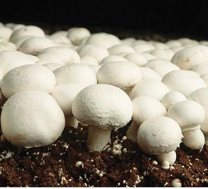 White Mushroom Seeds for Planting, Easy-to-Grow Edible Mushroom Seeds