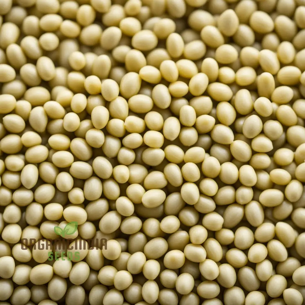 Pure Essence White Mustard Seeds for Planting, Non-GMO Mustard Variety