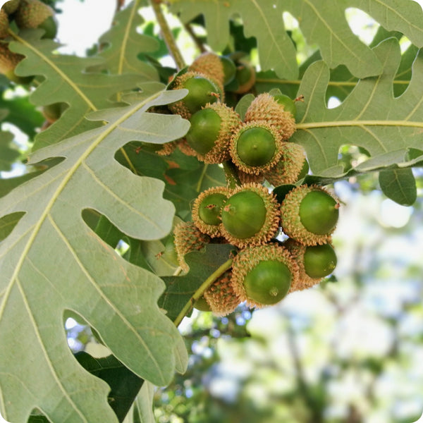 White Oak Tree Seeds for Planting Majestic Shade Trees