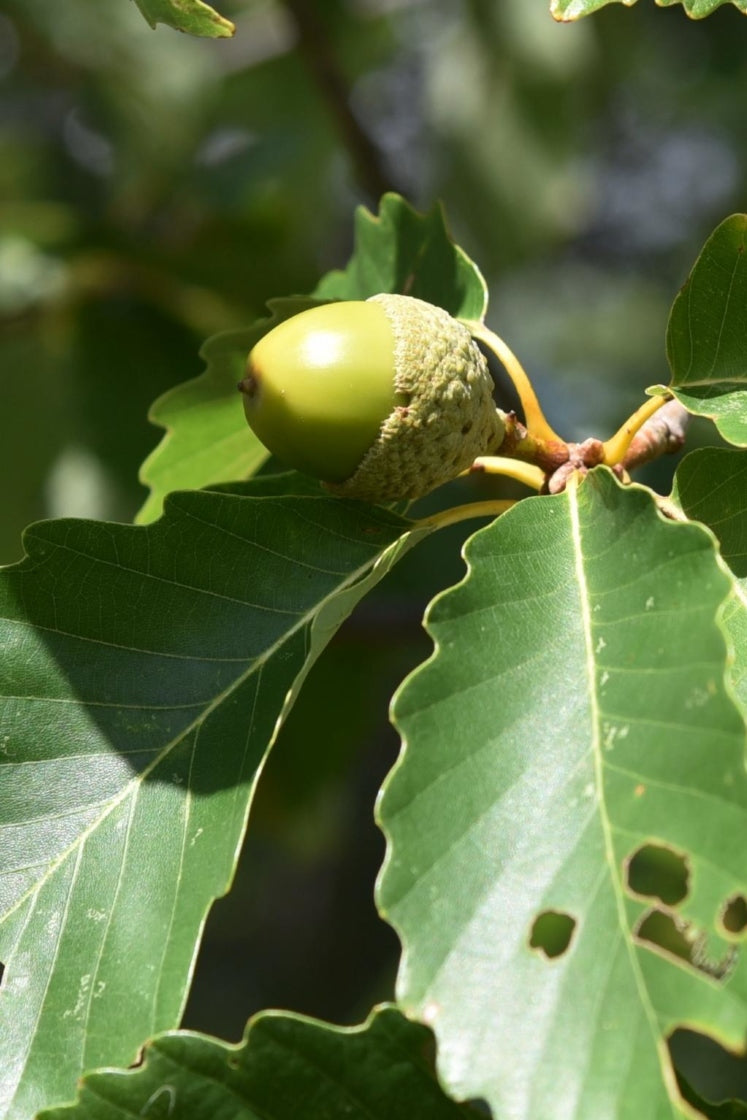 Chestnut Oak Leaves from Quercus prinus White Oak Type