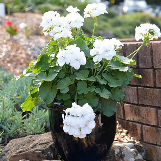 White Pelargonium Seeds for Long-Lasting Flowering