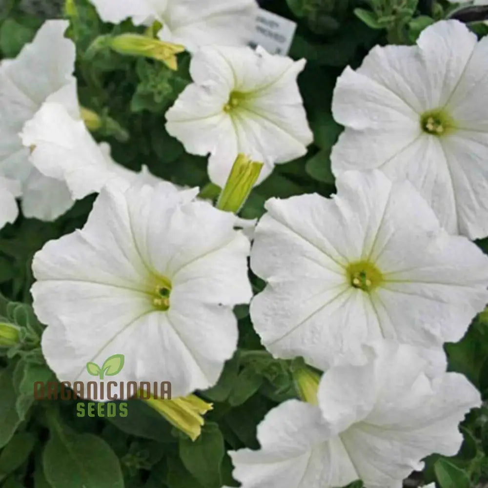 White petunia seeds grown in containers for outdoor decor