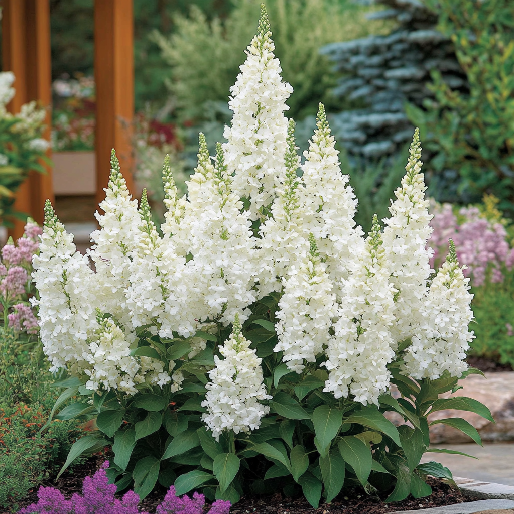 White Profusion Butterfly Bush Seeds Buddleja davidii for Planting