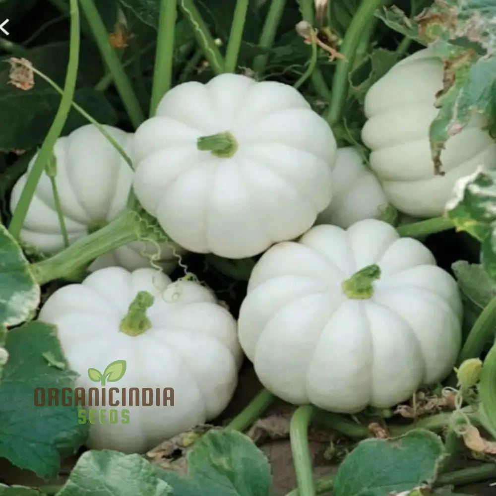 White Pumpkin Seeds for Planting, Premium Heirloom Garden Seeds