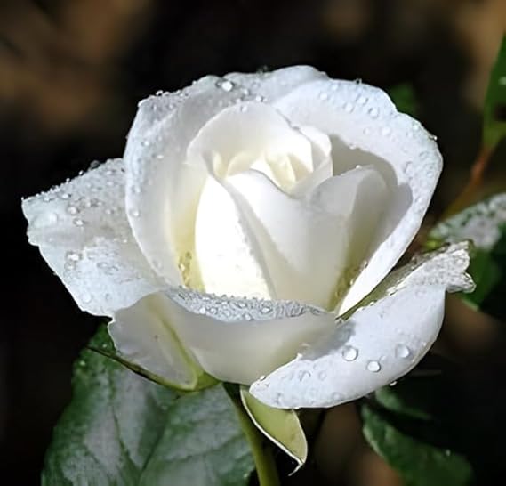 White Rose Shrub Growing from Seeds