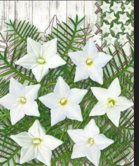 White Star Cypress Vine Seeds for Summer Garden Blooms