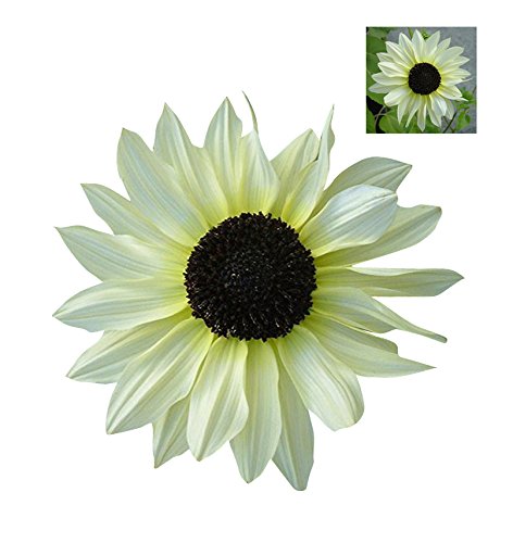 White Sunflower Seeds Ideal for Cut Flower Arrangements
