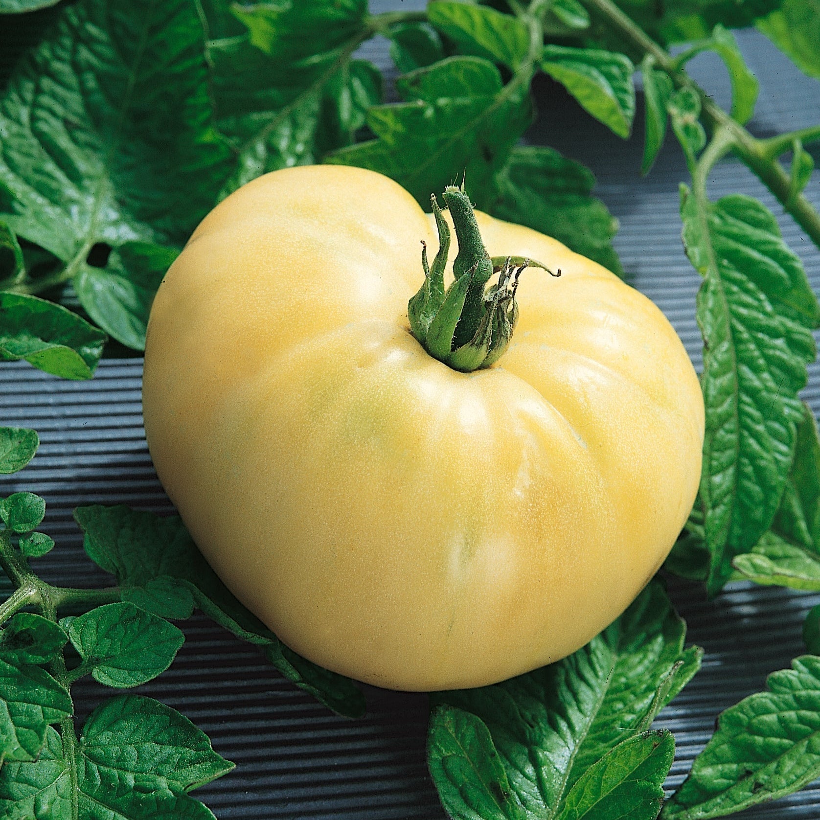 White Wonder Tomato Seeds Heirloom Sweet Juicy Variety