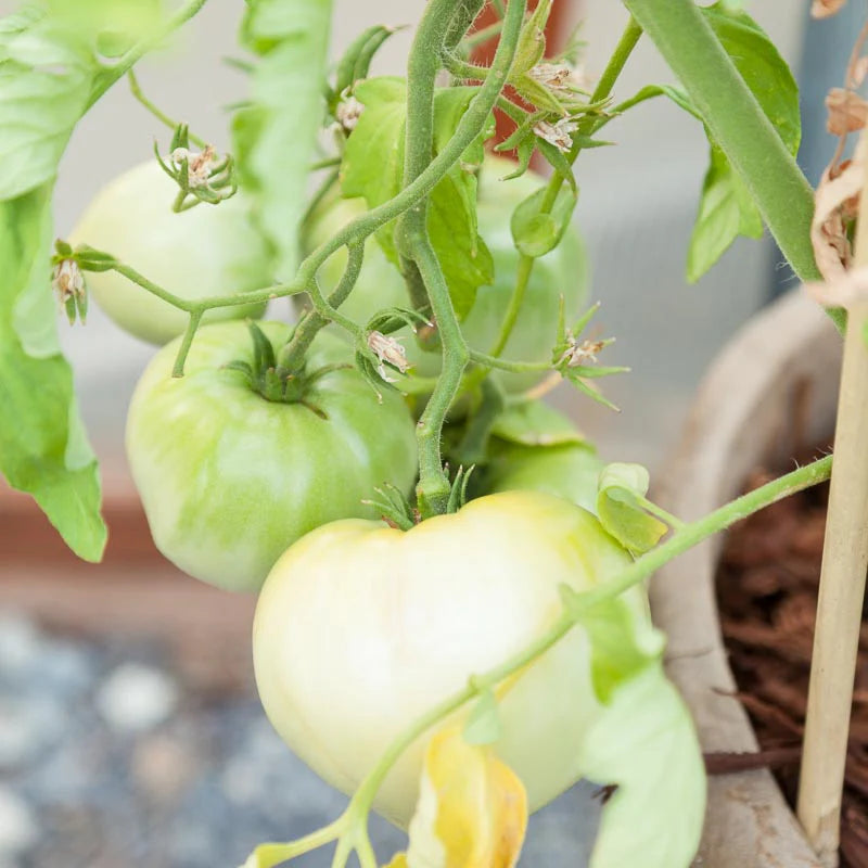 White Wonder Tomatoes on Vine Heirloom Organic Variety