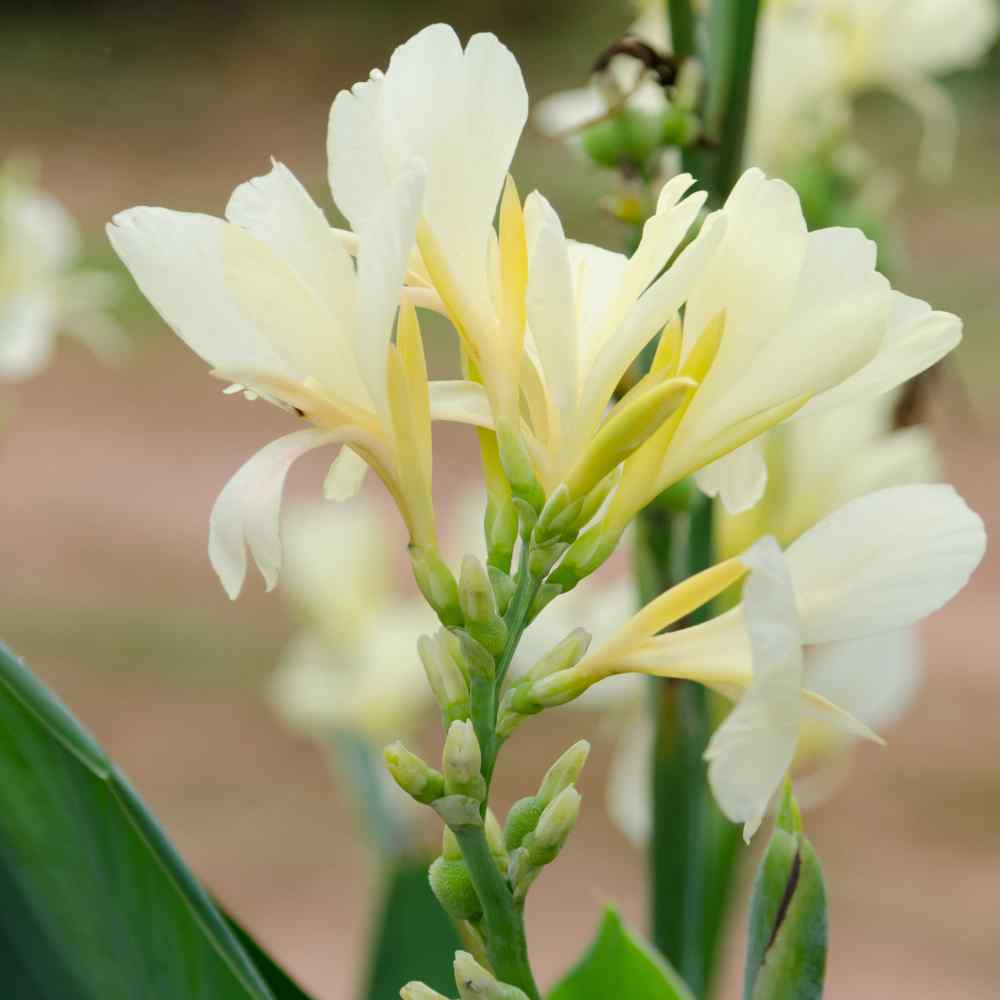 Premium White Canna Flower Seeds for Lush Gardening, Grow Stunning Perennial Blooms in Your Garden