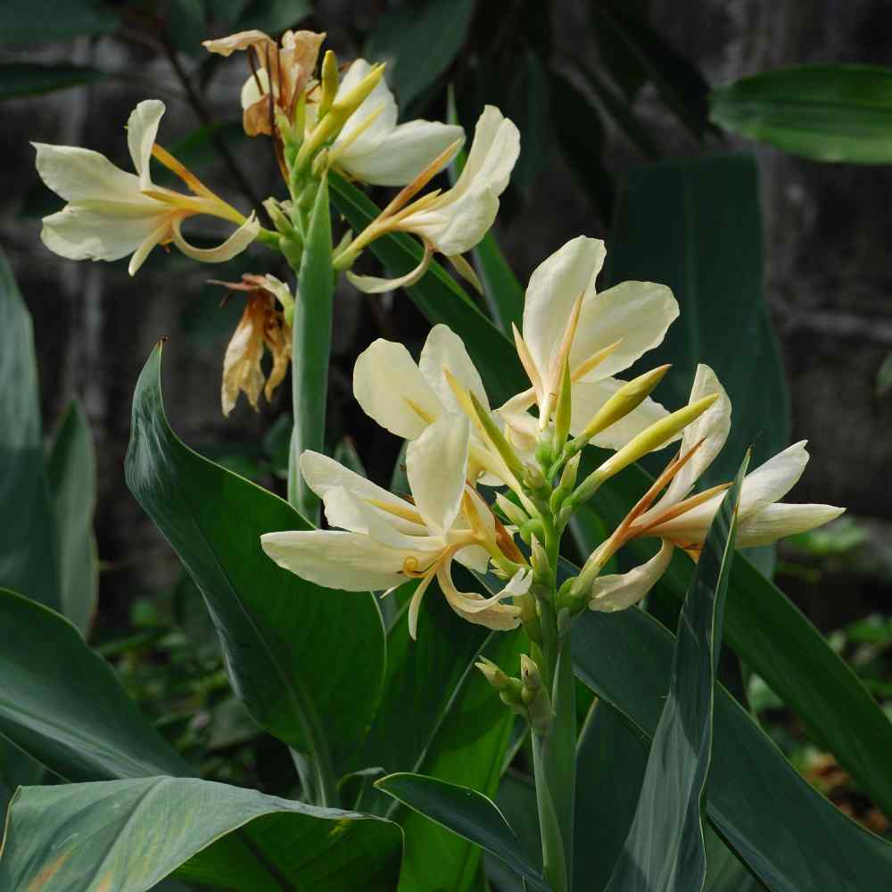 Premium White Canna Flower Seeds for Lush Gardening, Grow Stunning Perennial Blooms in Your Garden