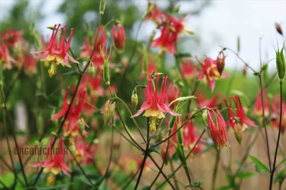 Wild Columbine Seeds for Planting in Shaded Gardens